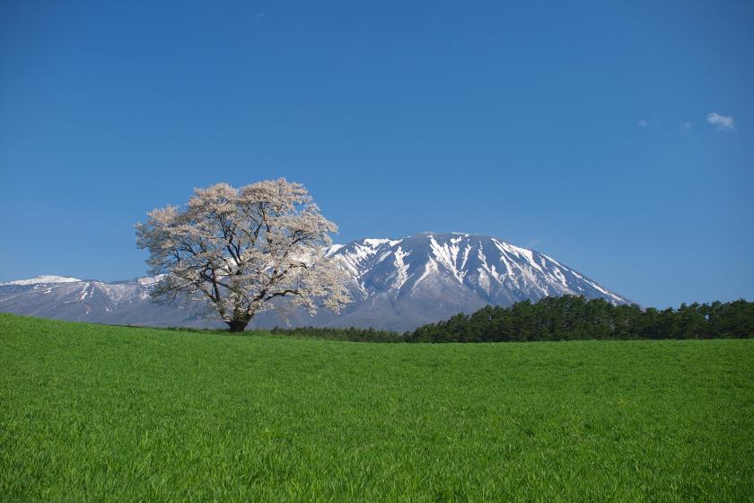 【朝食付】＜秋は短し　旅せよ岩手＞ 岩手銀行赤レンガ館と小岩井農場4時間コース