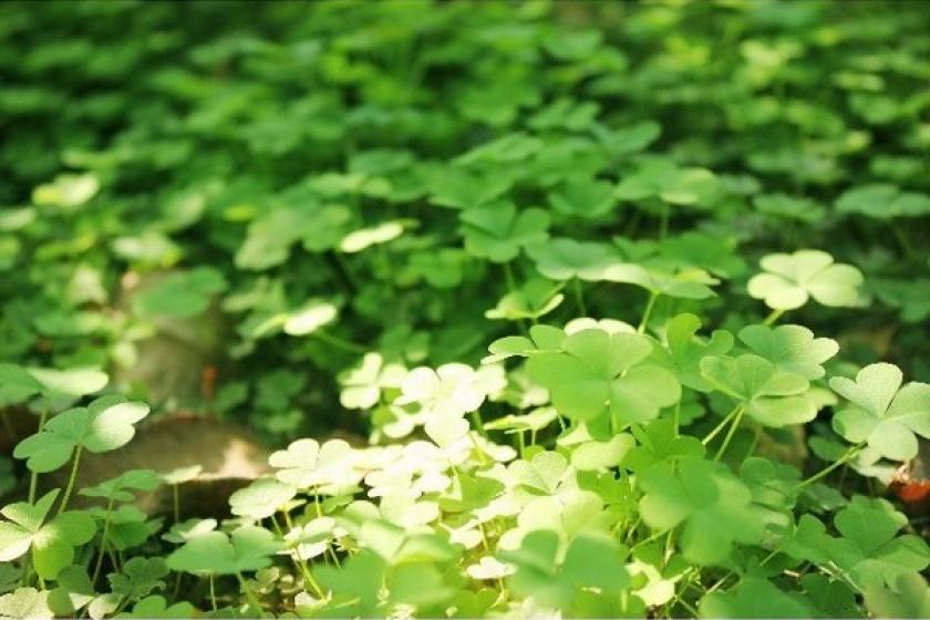 清掃5日に1回で【特別割引】【2泊以上限定】エコプラン！朝食無料
