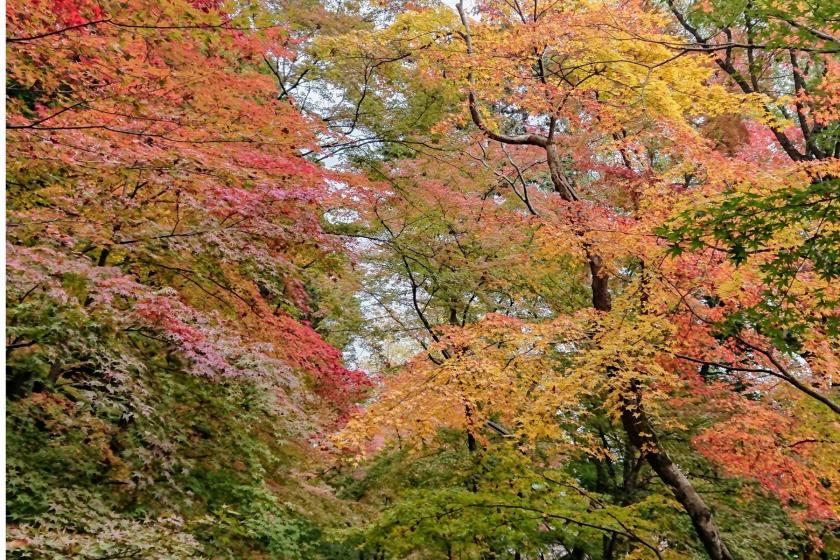 京都西山『秋』のおススメ観光のご案内　1泊2食　バイキングプラン