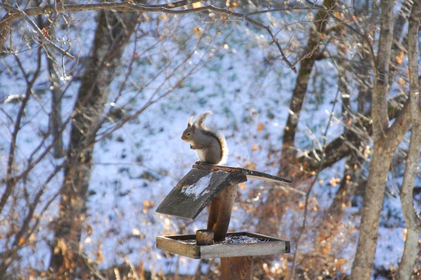 【蓼科東急スキー場リフト1日券付】親子で楽しめる冬の蓼科リフト券付きプラン＜2食付＞《夕食前半》