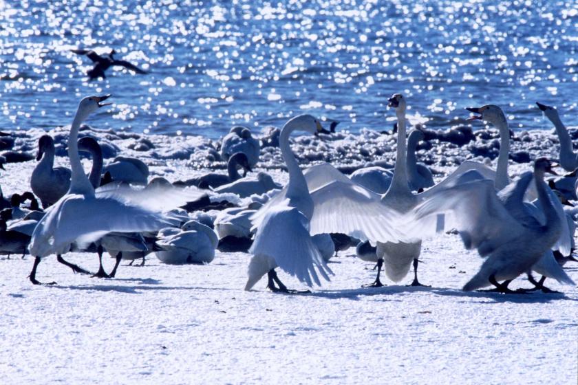 【ファムネットコース】メインダイニングで季節の創作西洋料理を楽しむ 1泊2食プラン