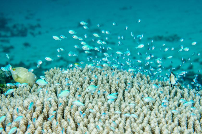 【体験ダイビング】【2連泊限定】南国の海を気軽に楽しむ朝食付きプラン