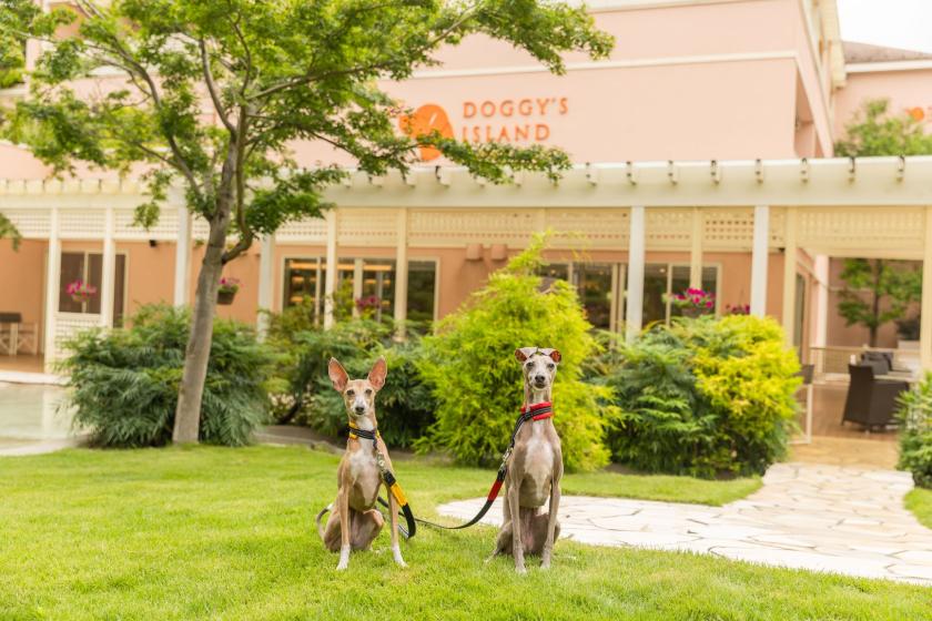 【ホテルフォトプラン／1日3組限定】～Memorable Photo～愛犬との大切なひとときを形に残す／朝食ブッフェ付き