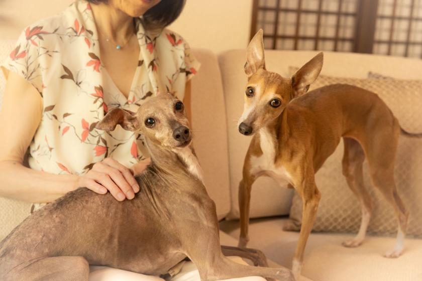 【ホテルフォトプラン／1日3組限定】～Memorable Photo～愛犬との大切なひとときを形に残す／朝食ブッフェ付き