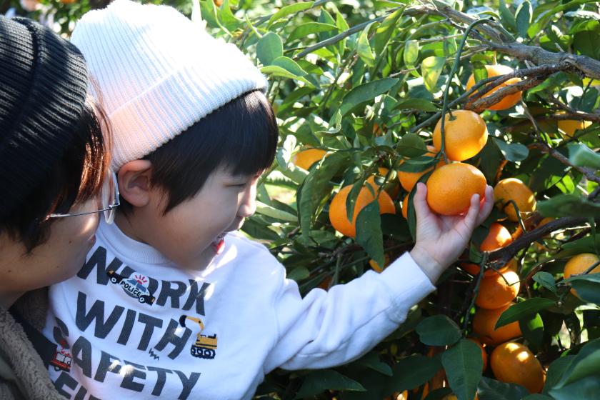 【美味しくて楽しい三ヶ日みかん狩りを満喫♪】～三ヶ日みかん狩り体験2食付プラン～夕食は和洋バイキング