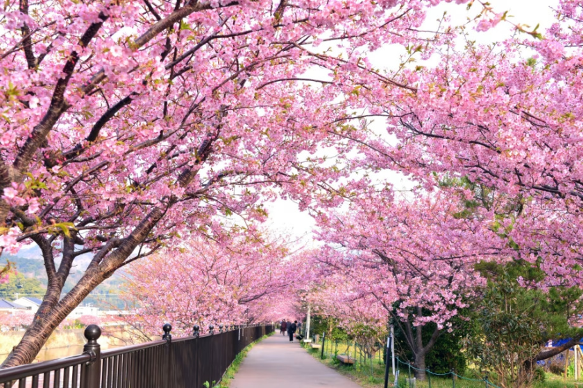 【河津桜満喫/金目尽くし会席】王道料理から郷土料理まで、6つの金目鯛料理を楽しむ。メインは金目鯛の塩釜焼き