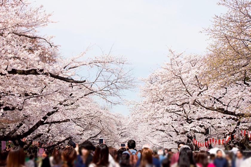 【東京国立博物館 × NOHGA　コラボレーション企画 第7弾 】 桜、アート、食を楽しむプレミアムな文化体験～お茶席付～／朝食付き