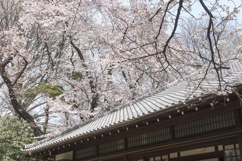 【東京国立博物館 × NOHGA　コラボレーション企画 第7弾 】 桜、アート、食を楽しむプレミアムな文化体験～お茶席付～／朝食付き