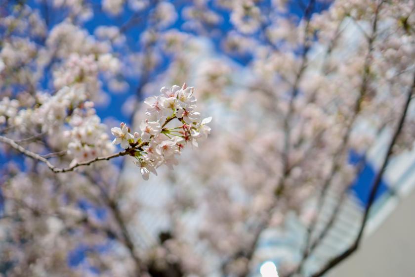 Spring in Yokohama～レンタサイクル・ベイバイク１日パス＆レイトチェックアウト付き～★素泊まり★