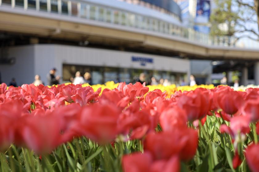 Spring in Yokohama～レンタサイクル・ベイバイク１日パス＆レイトチェックアウト付き～★素泊まり★