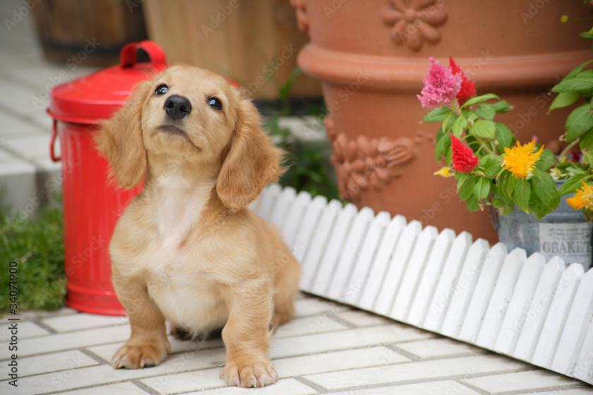 愛犬と一緒に泊まろう♪ペット同伴宿泊プラン
