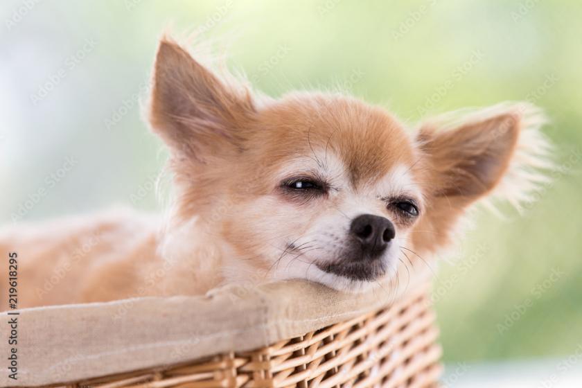 愛犬と一緒に泊まろう♪ペット同伴宿泊プラン