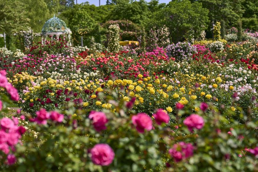 Keisei Rose Garden will be holding a seasonal event in spring 2025! Accommodation plan includes admission ticket to the rose garden