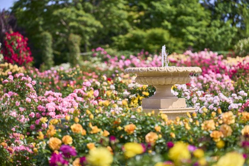 Keisei Rose Garden will be holding a seasonal event in spring 2025! Accommodation plan includes admission ticket to the rose garden