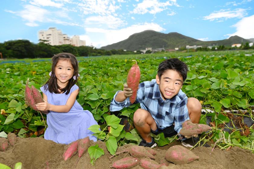 【早割90　秋の収穫祭】鳴門金時芋掘り体験で秋を満喫