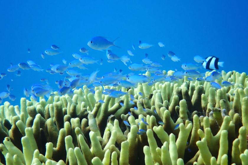 PADI EFR一次ケア・二次ケア　ライセンス取得