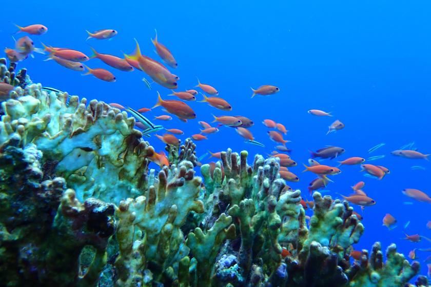 PADI ダイブマスター　ライセンス取得