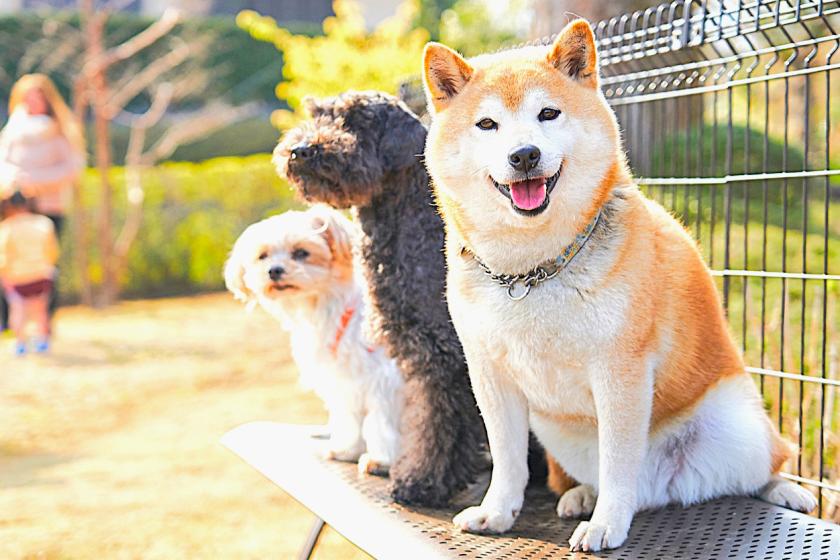 【Re:OPEN記念】最大20％OFF！相模灘の潮風薫る伊豆高原にリブマックスリゾートがオープン【2食付】