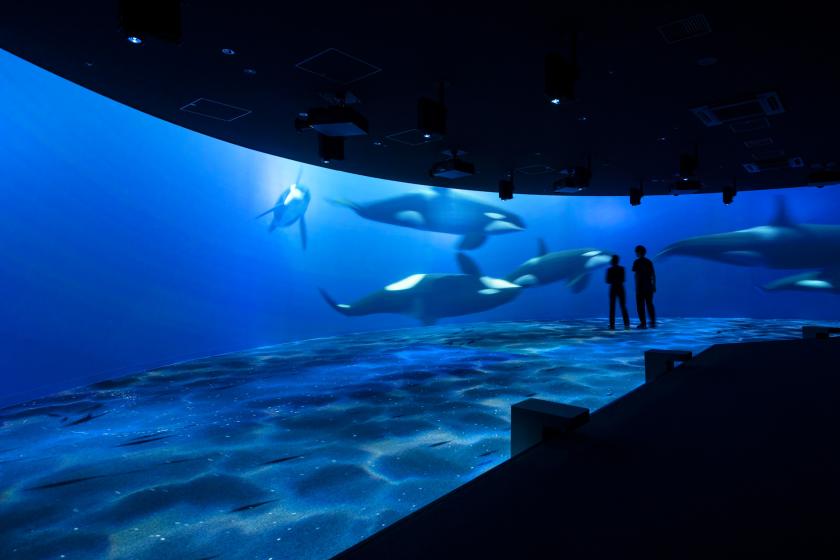 【AOAO SAPPORO入館チケット付き／食事なし】ペンギンに会えるマチナカ水族館◎