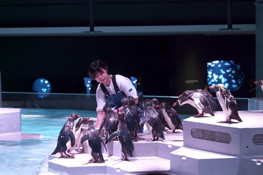 【AOAO SAPPORO入館チケット付き／食事なし】ペンギンに会えるマチナカ水族館◎
