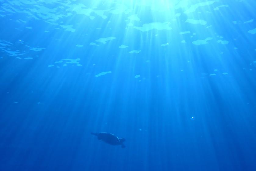PADI レスキューダイバー　ライセンス取得