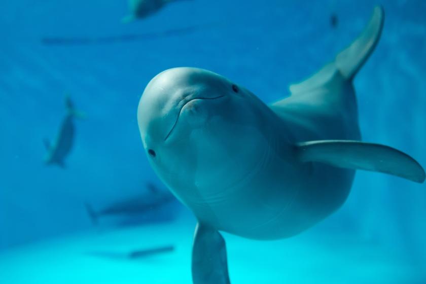 ■自社予約限定■ご夕食ワンランクUP＋【宮島満喫】選べるアクティビティ♪【ナイトクルーズor水族館】チケット付♪