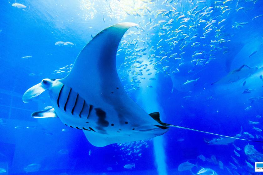 ≪美ら海水族館チケット付≫ 本物のジンベエザメを見に行こう！ ～朝食付き～
