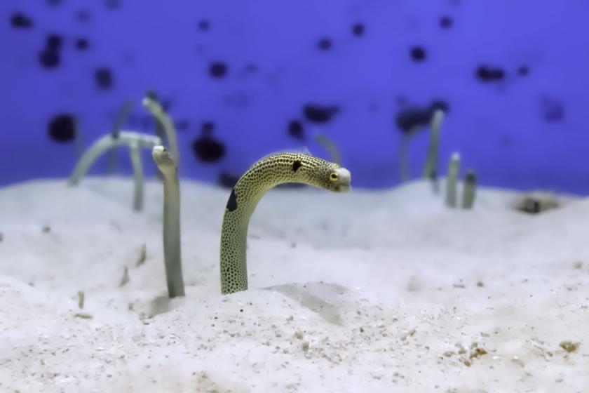 ≪美ら海水族館チケット付≫ 本物のジンベエザメを見に行こう！ ～朝食付き～