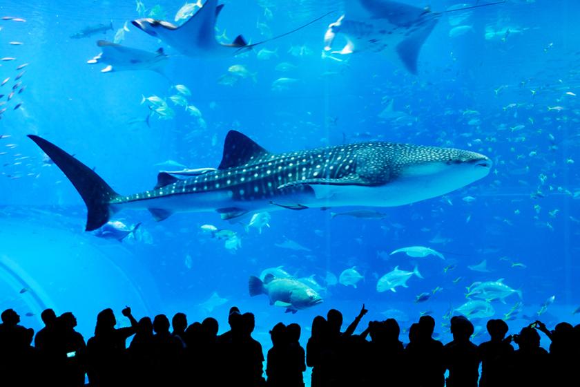 ≪美ら海水族館チケット付≫ 本物のジンベエザメを見に行こう! ~朝食付き~
