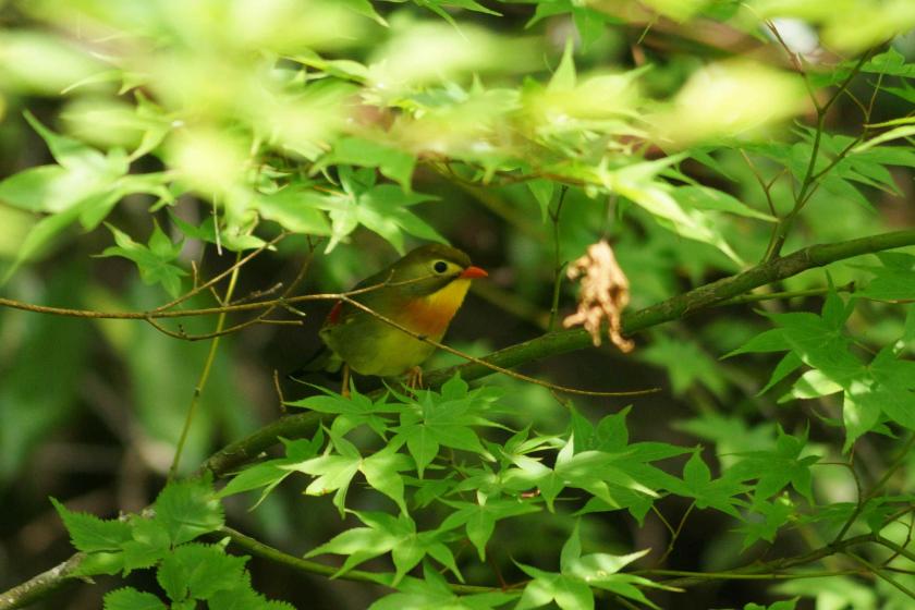 はなをり 野鳥を探してあさんぽプラン