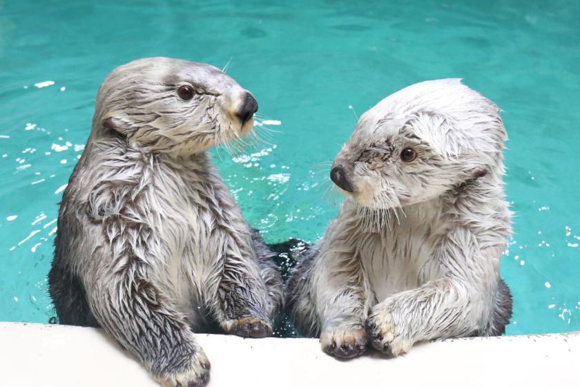 [Toba Aquarium ticket included] Memorable trip to Toba, where you can experience a gentle time (2 meals included)