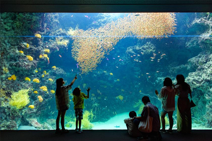 [Go to the aquarium!] Plan with Aquamarine Fukushima ticket <Room only>