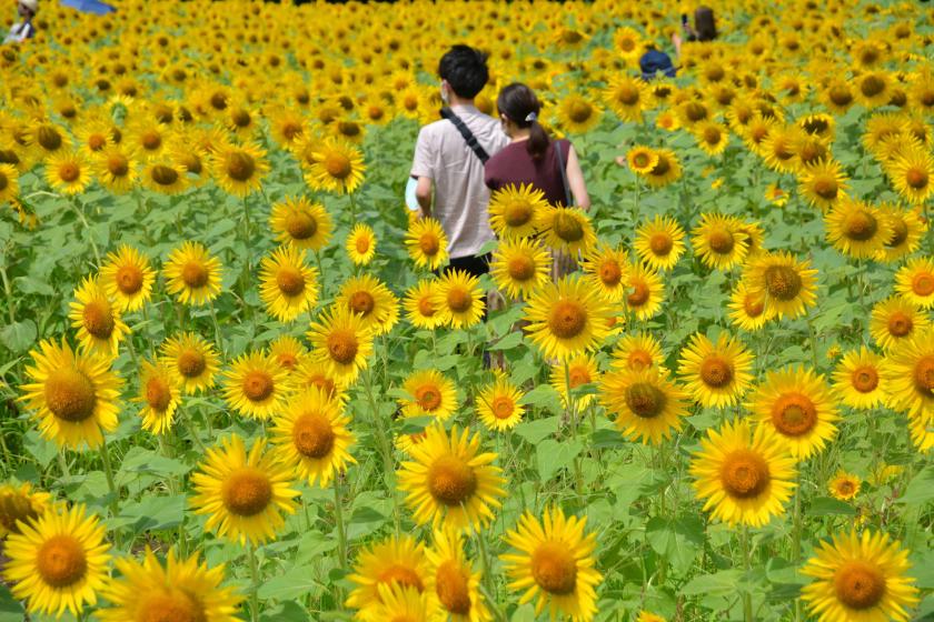 【直前割】涼夏の高原ホテル　満開ひまわり迷路と夏祭りビュッフェでリゾート満喫プラン