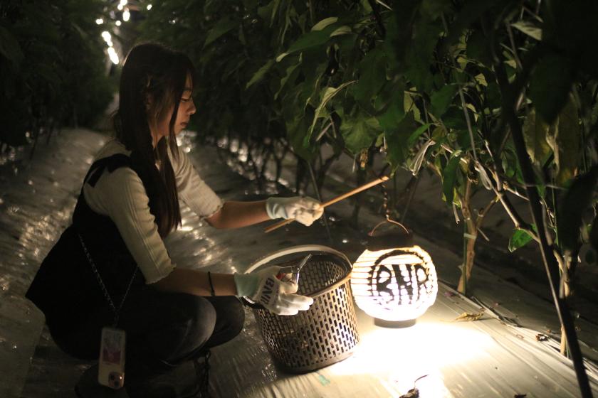 BNRコラボ企画　京野菜（大原野野菜）の収穫体験×石窯ピザ作り『ナイトファーム』体験プラン　※ホテル朝食付き