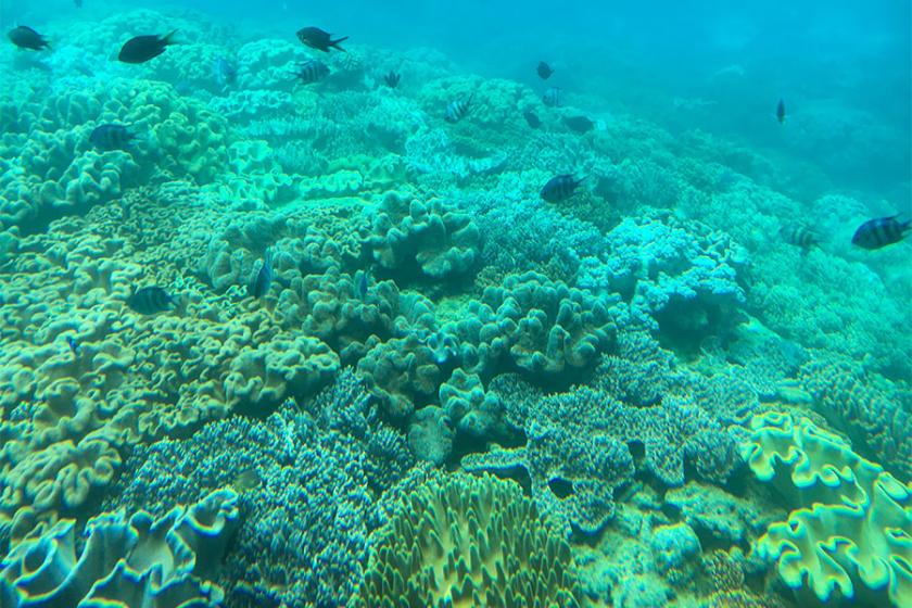 【マリンスターで行く水中観光｜ブルーカーボンクルーズ】