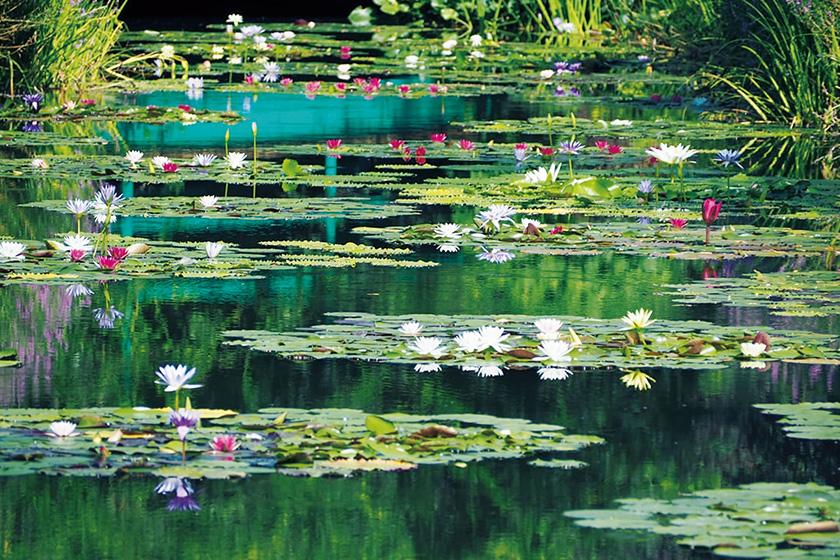 【自然体験プラン】北川村「モネの庭」マルモッタン入園チケット付きプラン