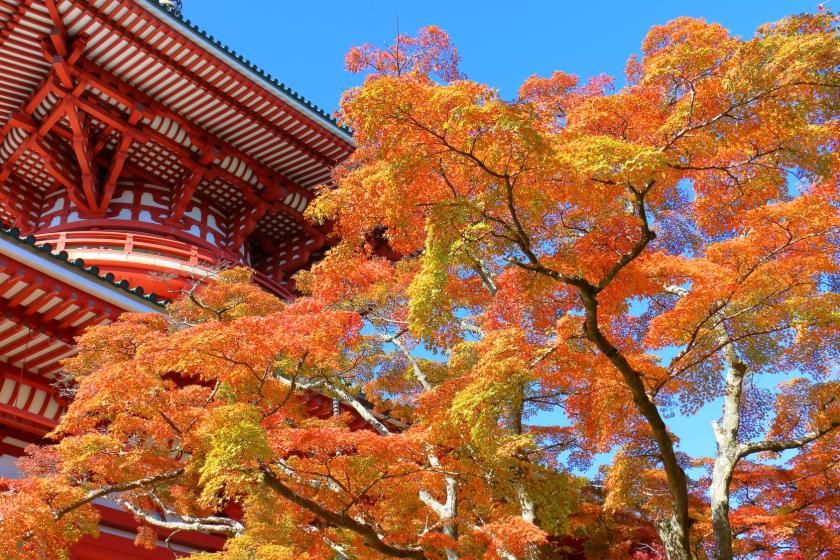 【11月限定】成田山秋詣×秋の味覚を愉しむ和空オリジナル京会席プラン／2食付