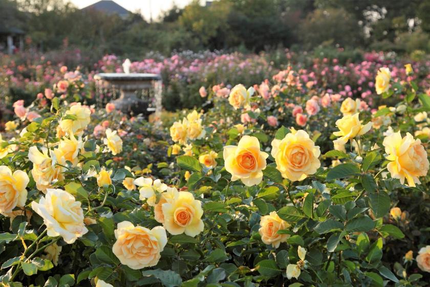 게이세이 장미원 2025년 가을의 시즌 이벤트 개최! 로즈 가든 입장 티켓 포함 숙박 플랜 기간 한정 【Web 한정】
