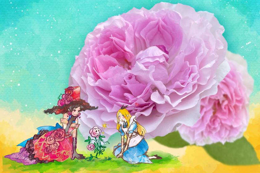 게이세이 장미원 2025년 가을의 시즌 이벤트 개최! 로즈 가든 입장 티켓 포함 숙박 플랜 기간 한정 【Web 한정】