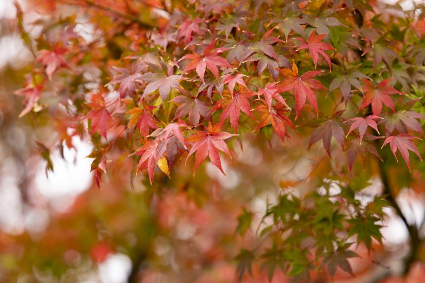 【秋季限定】一泊二食付き