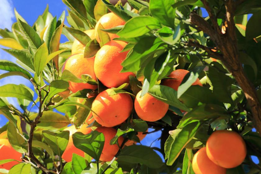 【ススキ鑑賞】黄金の海を見に行こう♪ 秋風に揺れるススキとみかん収穫体験♪　