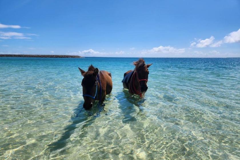 （お１人でのご参加）海馬遊び