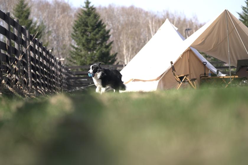 ドッグキャンプサイト03