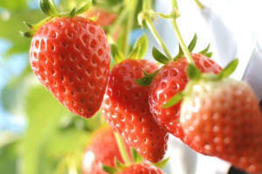 【새빨간 딸기가 뷔페】 딸기 사냥 티켓 첨부 ☆ 소용돌이 회석 【방식】