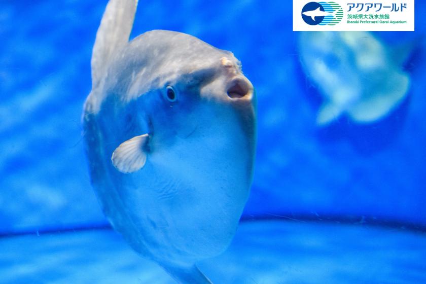 アクアワールド大洗水族館入場券付き！ コラボレーションルームご宿泊プラン(素泊り)