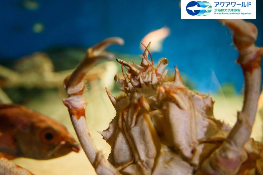 アクアワールド大洗水族館入場券付き！ コラボレーションルームご宿泊プラン(素泊り)