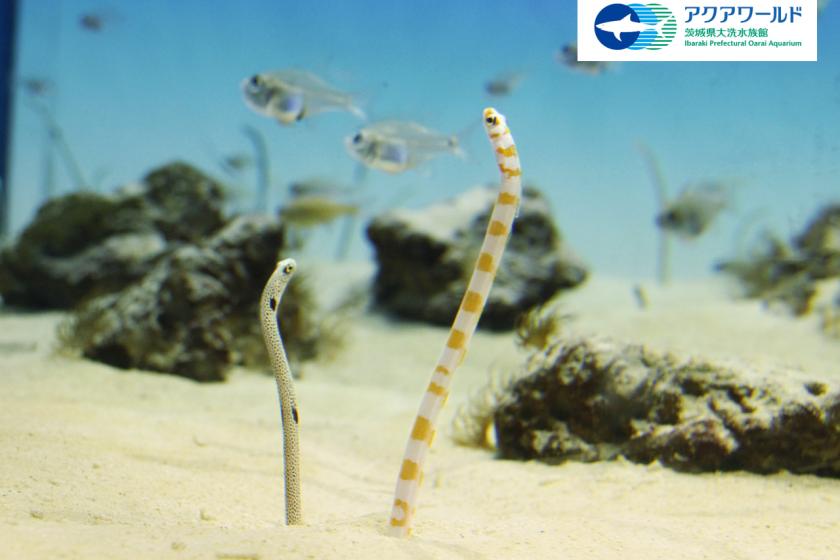 アクアワールド大洗水族館入場券付き！ コラボレーションルームご宿泊プラン(素泊り)