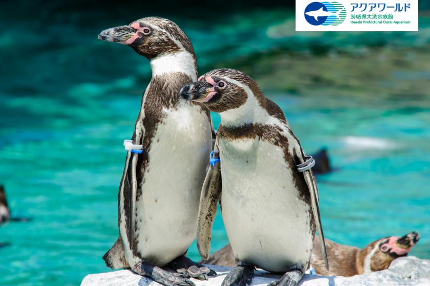 アクアワールド大洗水族館入場券付き！ コラボレーションルームご宿泊プラン(素泊り)