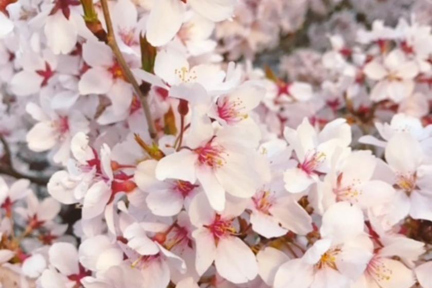 ＜公式HP限定最低価格保証＞【朝食付】和食・洋食・サラダ・デザート・お茶漬け・パンなど約20種の朝ごはん