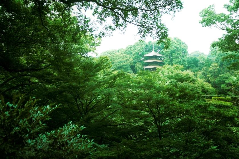 知る・観る・歩く 文京区 特別編　庭師が教える苔玉づくり